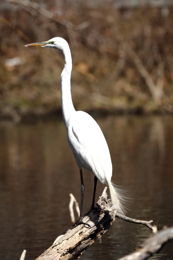 2013 04 03 IMG 02234e